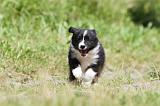 BORDER COLLIE 632